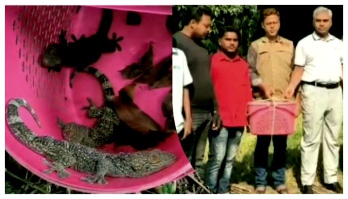চুয়াডাঙ্গায় র‍্যাবের অভিযানে উদ্ধার ৩টি তক্ষক অবমুক্ত    