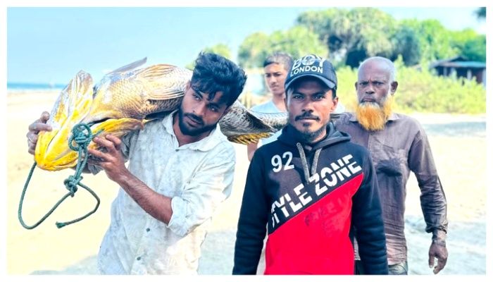 সেন্টমার্টিনে ধরা পড়ল সাত লাখ টাকার বিরল পোপা মাছ