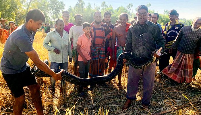 লোকালয় থেকে ৬ দিনে ৪টি অজগর উদ্ধার