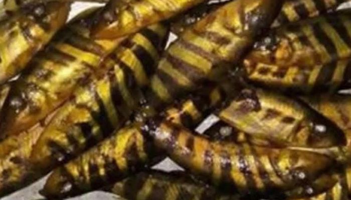 বিলুপ্তির পথে হাওরের সুস্বাদু ‘রাণী মাছ’