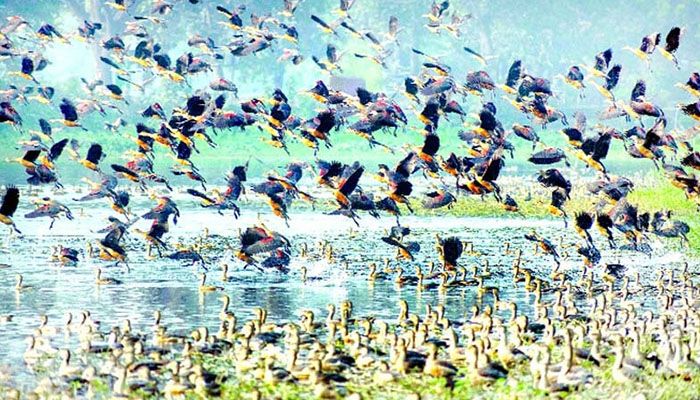 অতিথি পাখি আসছে, নিরাপত্তা জরুরি
