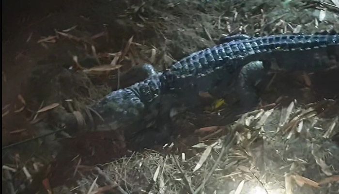 মানিকগঞ্জে অবশেষে ফাঁদে ধরা পড়ল বিশালাকৃতির সেই কুমির