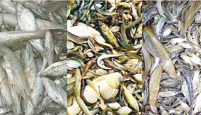 দেশি মাছ ‘নিখোঁজ’
