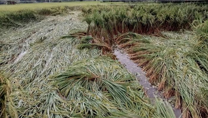 অসময়ের বৃষ্টিতে ফসলের ব্যাপক ক্ষতির আশঙ্কা
