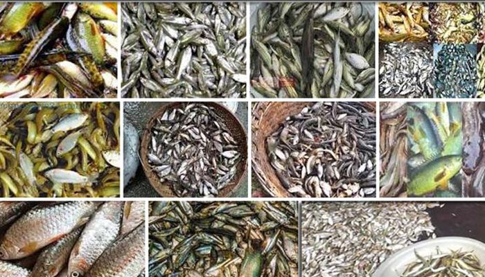 মাছে-ভাতে বাঙালি সত্যটি অটুট থাকুক