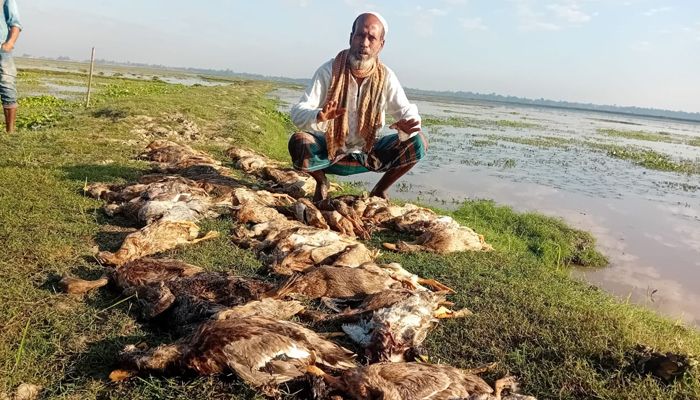 জুড়ীতে বিষধান খেয়ে ৩৩৫ হাঁসের মৃত্যু: নিঃস্ব খামারি চেরাগ আলী