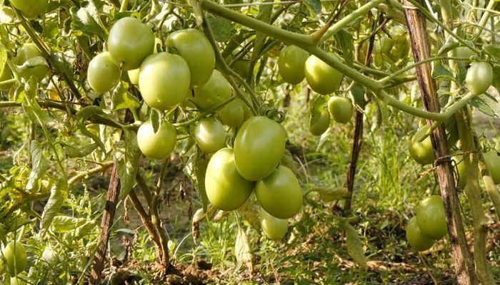 গ্রীষ্মকালীন টমেটো চাষে  কৃষকের মুখে হাসি