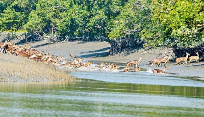 প্রভাবশালীদের ছত্রছায়ায় হরিণ শিকারের মহোৎসব