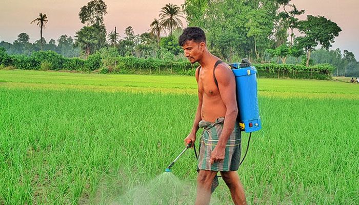 নিম্নমানের কীটনাশকে সর্বস্বান্ত পেঁয়াজ চাষিরা