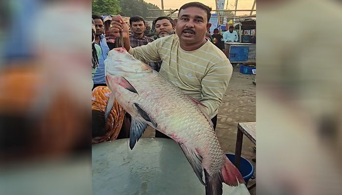 পদ্মার এক কাতল ৫৩ হাজারে বিক্রি
