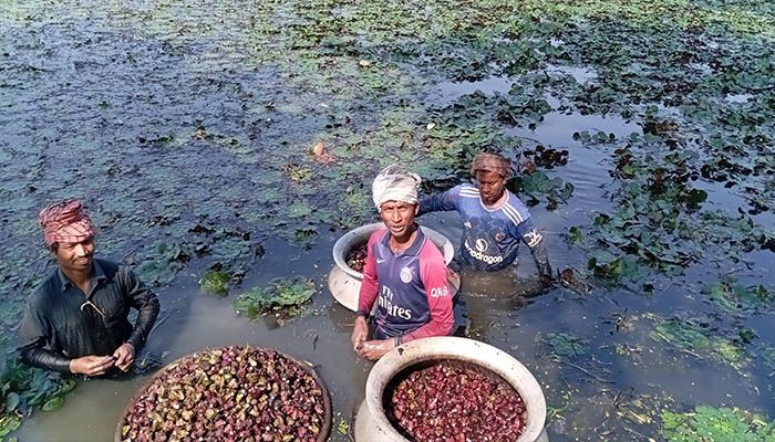 পানিফল চাষে কৃষকের বাজিমাত