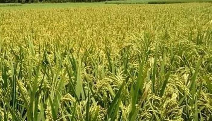 কমছে ব্যয়, বাড়ছে উৎপাদন