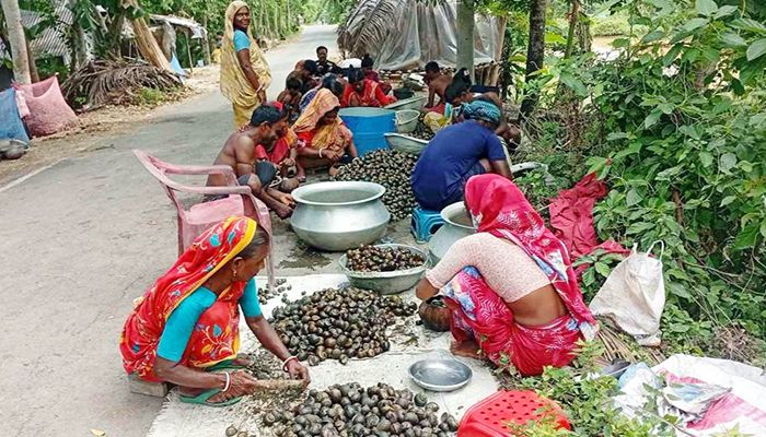 শামুক নিধনে হুমকির মুখে  জীববৈচিত্র্য