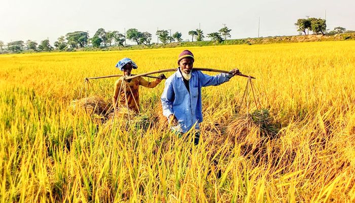 সুনামগঞ্জের আমন ধান