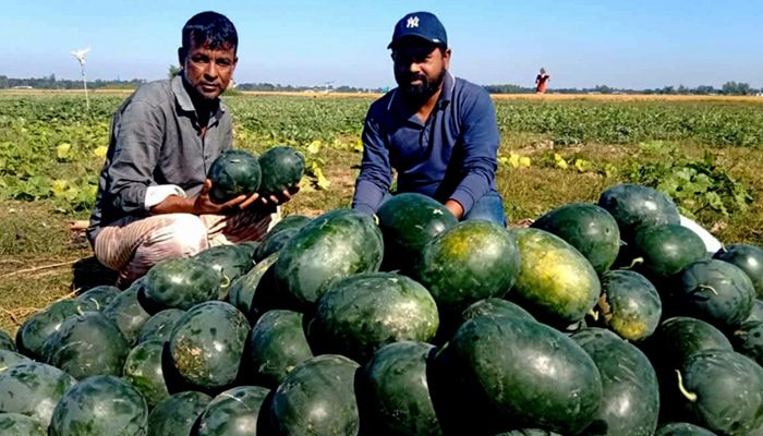 অসময়ে তরমুজ চাষে বাম্পার ফলন