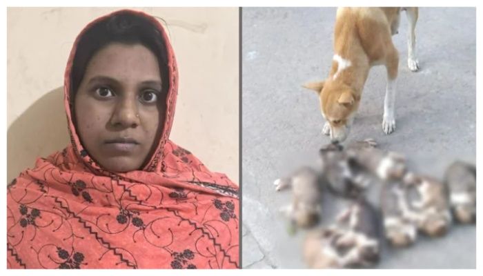 পাবনায় আট কুকুরছানা হত্যা: সরকারি কর্মকর্তার স্ত্রী গ্রেপ্তার