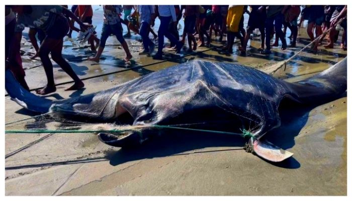 টেকনাফে ধরা পড়ল ৬০০ কেজি ওজনের বিরল প্রজাতির শাপলাপাতা মাছ