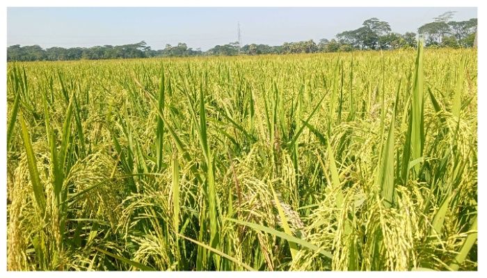 বাম্পার ফলনে খুশি কৃষক