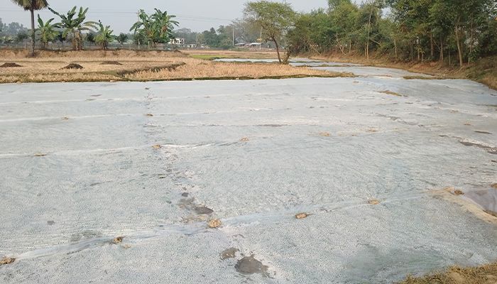 শীত ও কুয়াশায় পলিথিনে ঢেকে বীজতলা রক্ষা