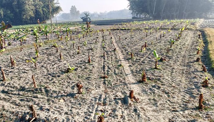 জমি নিয়ে বিরোধের জেরে ৪’শ কলাগাছ ধ্বংস