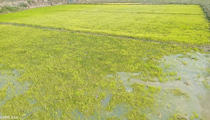 শীত ও ঘন কুয়াশায় বীজতলা নিয়ে দুশ্চিন্তায় কৃষক