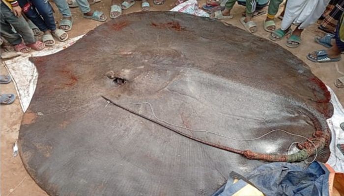 আট মণের শাপলাপাতা মাছ লাখ টাকায় বিক্রি