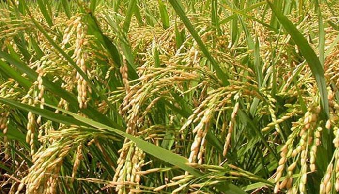 জলবায়ুর প্রভাবে কমবে ধানের উৎপাদন