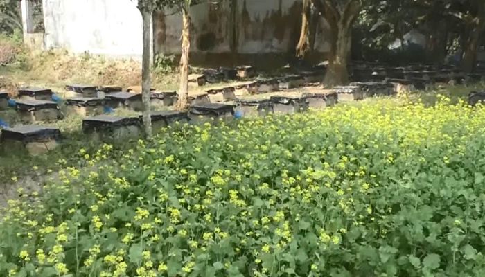 সাতক্ষীরায় সরিষাক্ষেত থেকে ৭৫ টন মধু সংগ্রহের আশা