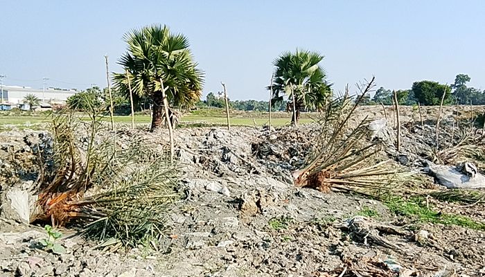 খননের সময় খেজুরসহ ৪৯ গাছ উপড়ানোর অভিযোগ