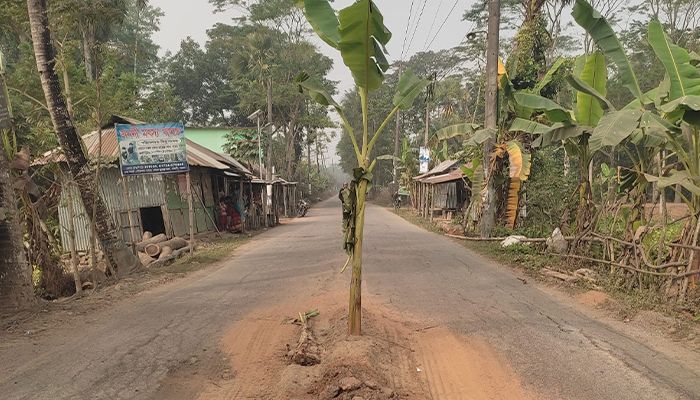 বেহাল সড়কে কলা গাছ লাগিয়ে প্রতিবাদ