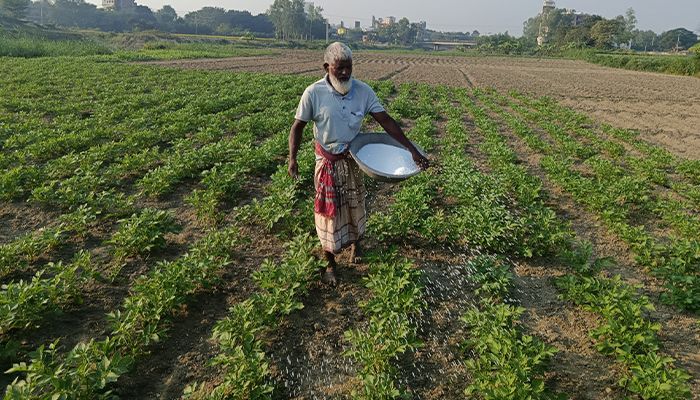 রোপণ ও ক্ষেত পরিচর্যায় ব্যস্ত আলু চাষি