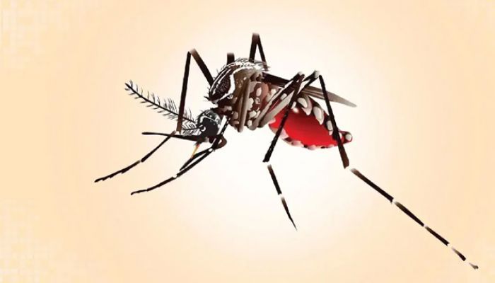 ডেঙ্গুতে নতুন আক্রান্ত ১১৬, মৃত্যু নেই
