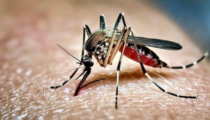 ডেঙ্গুতে এক জনের মৃত্যু, হাসপাতালে ভর্তি ২৪০