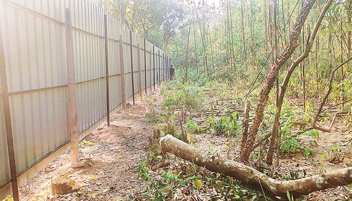 হারানো বনভূমি পুনরুদ্ধার জরুরি