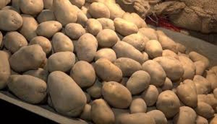 নতুন আলুর প্রভাবে পুরনো আলুর দরপতন