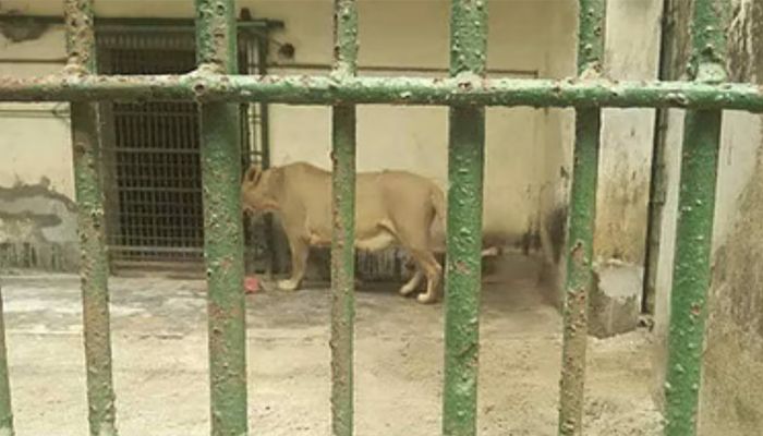 চিড়িয়াখানায় বের হওয়া সিংহী ফিরল খাঁচায়