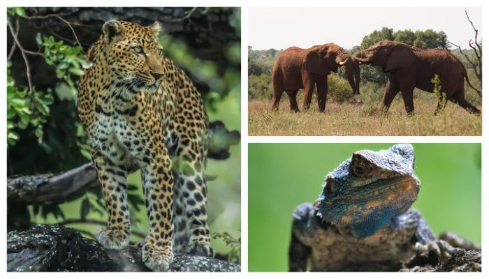 দেখা-না দেখার আফ্রিকা 