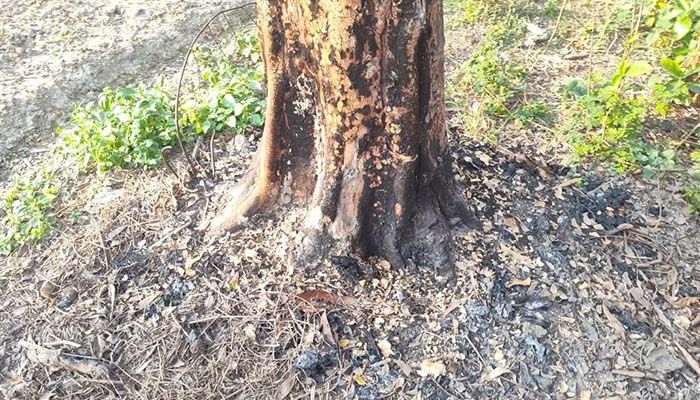 গোড়ায় আগুন দিয়ে গাছ নিধনের চেষ্টা
