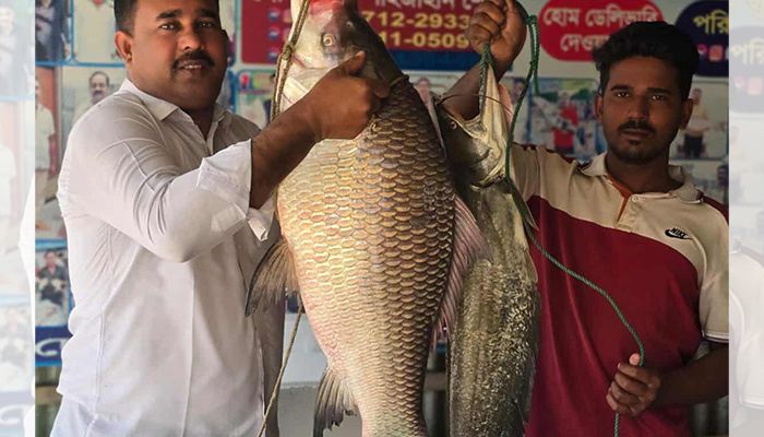 পদ্মায় জেলের জালে সাড়ে ৩৮ হাজার টাকার কাতল