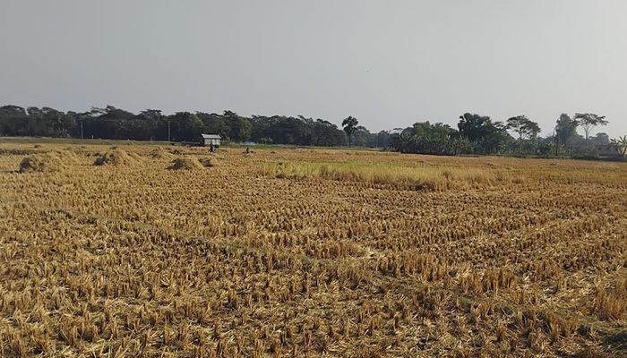 জমির ধান লুট করার পর ফাঁকা জমি। প্রবা ফটো