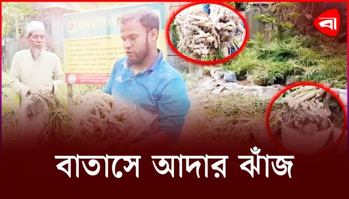 কুমিল্লায় ছাদে আঙিনায় আদার উৎসব