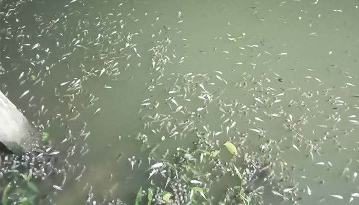 এবার সান্তাহার ইউপি চেয়ারম্যানের ভাইয়ের পুকুরে বিষ দিয়ে মাছ নিধন