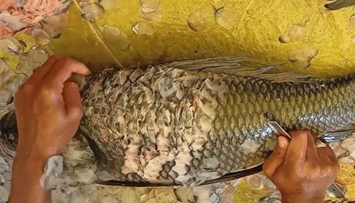 অবহেলিত সম্পদ মাছের আঁশ