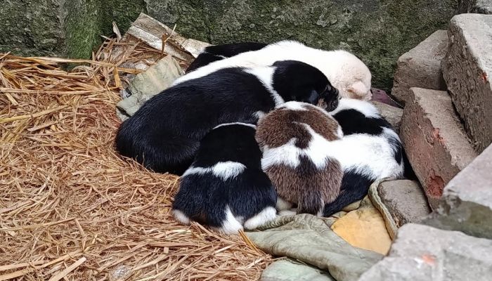 এবার মা কুকুরকে বিষ দিয়ে হত্যা, অনাহারে মৃতপ্রায় ৭ বাচ্চা