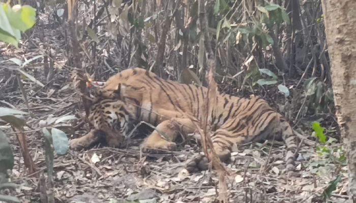 হরিণের ফাঁদে আটকে পড়া বাঘের অবস্থা আশঙ্কাজনক