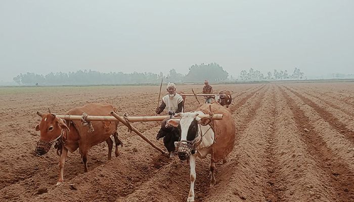 ঐতিহ্যবাহী গরুর হাল হারানোর পথে