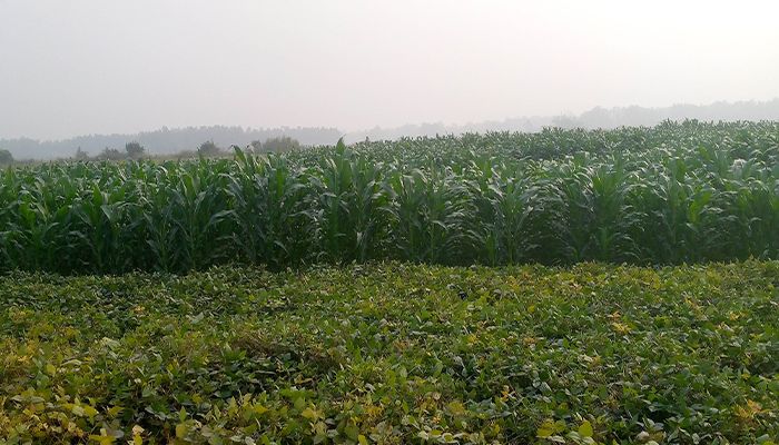 ধলেশ্বরীর বুকে জেগে ওঠা চরে ফসলে বিপ্লব