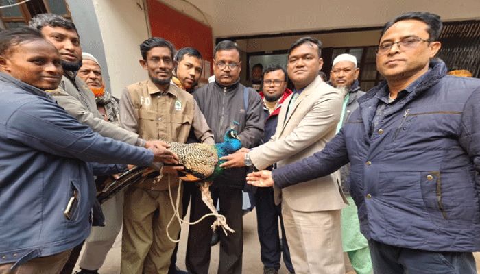 কলাই ক্ষেত থেকে বিলুপ্তপ্রায় ময়ূর উদ্ধার, বনবিভাগে হস্তান্তর   