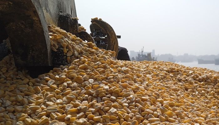 দেশে এলো ৫৮ হাজার টন মার্কিন ভুট্টা
