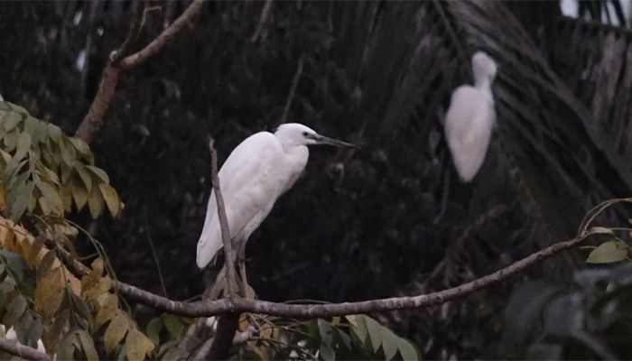 বরিশালে অনিয়ন্ত্রিত নগরায়ণের ফলে পাখির আবাস কমছে 